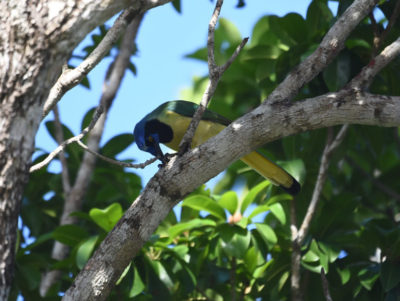 Green Jay Tulum