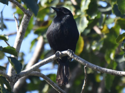 Melodious Blackbird Tulum