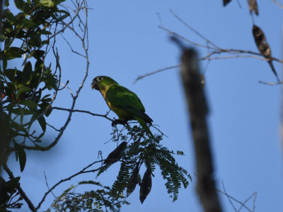 Olive-throated Parakeet Tulum