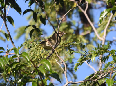 Yucatan Vireo Tulum