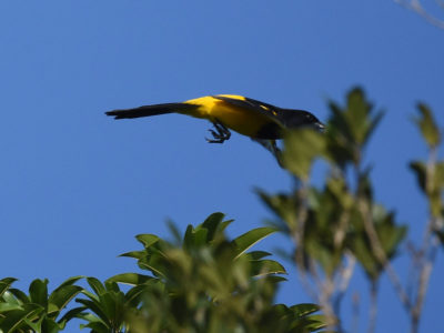 Black-cowled Oriole Tulum