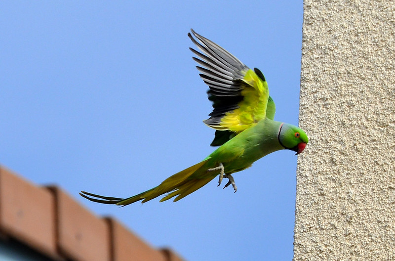 Rose-ringed Parakeet