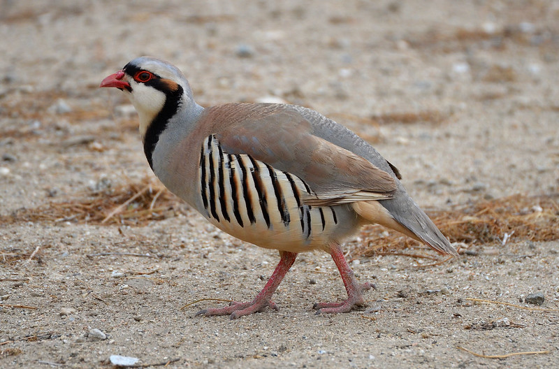 Chukar Los Angeles