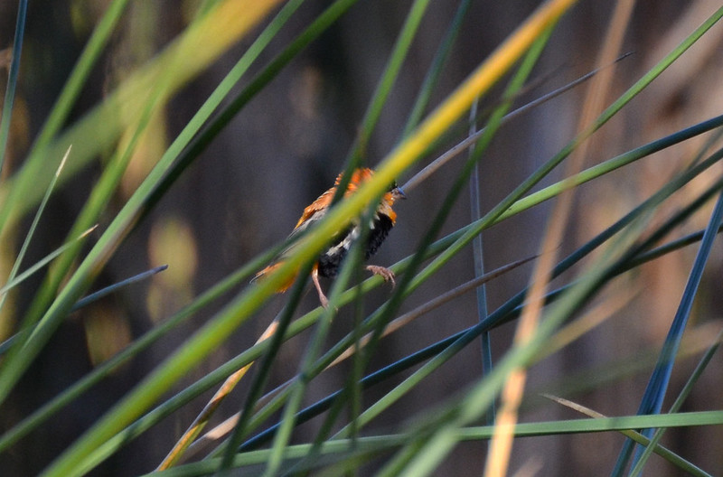 Northern Red Bishop