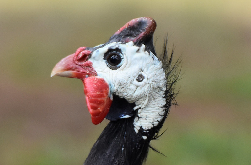 Helmeted Guineafowl Kenneth Hahn