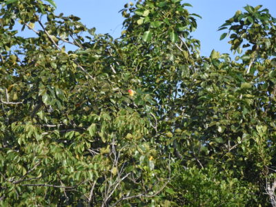 Yellow-fronted Parrot Tulum