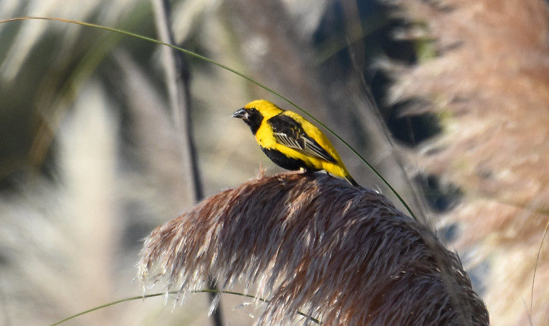 Yellow-crowned Bishop