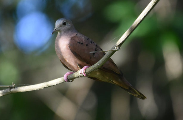 Ruddy Ground-dove Muyil