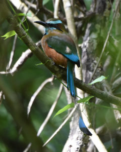 Turquoise-browed Motmot Chichen Itza
