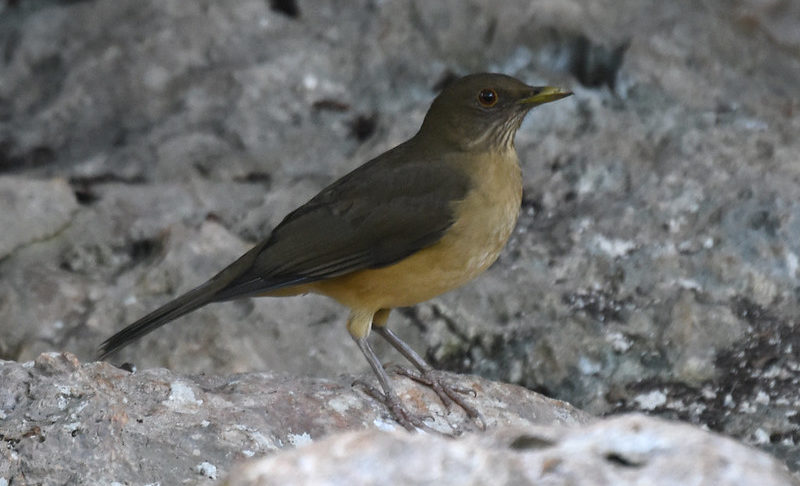 Clay-colored Thrush Hotel Mayaland