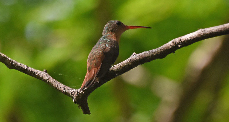 Cinnamon Hummingbird Chichen Itza