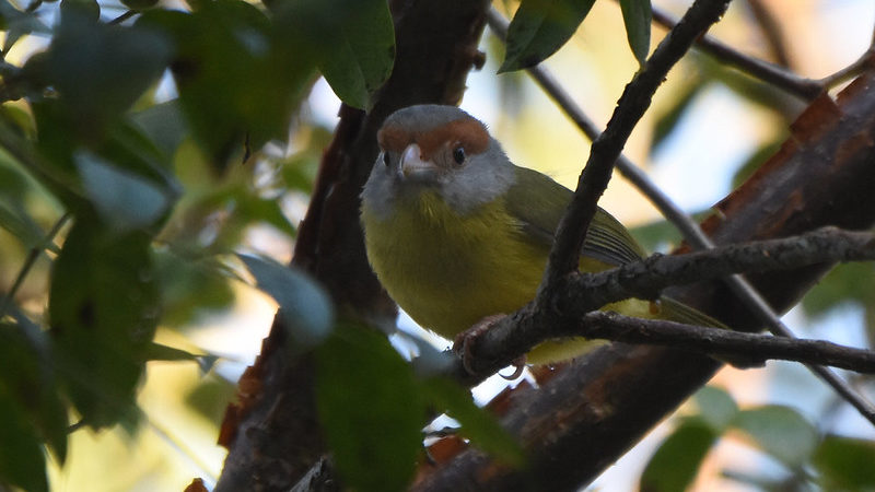 Rufous-browed Peppershrike Hotel Mayaland