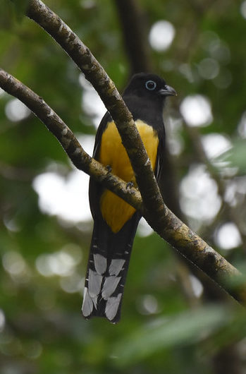 Black-headed Trogon Muyil