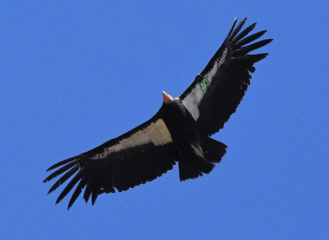 California Condor Bitter Creek NWR
