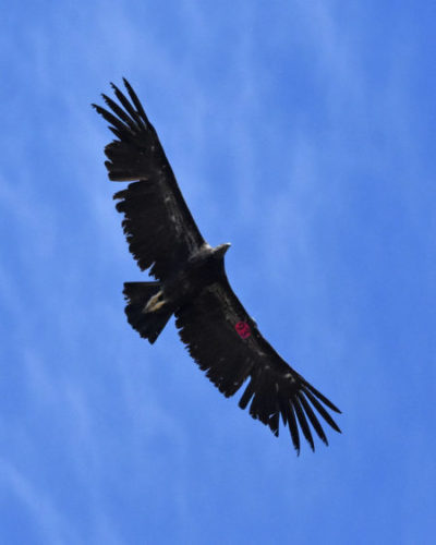 California Condor Bitter Creek NWR