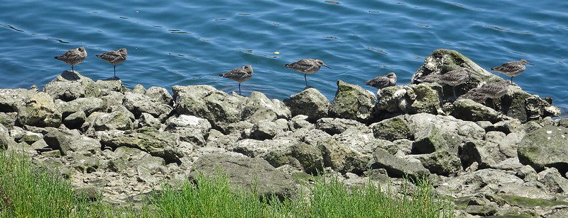 Migrating WIllet Ballona Creek