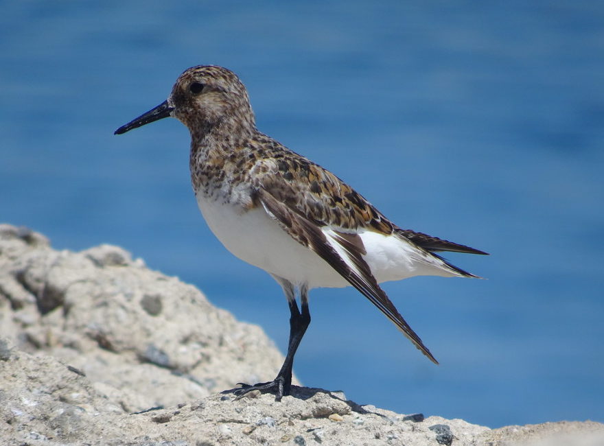 Sanderling Playa del Rey Jetty