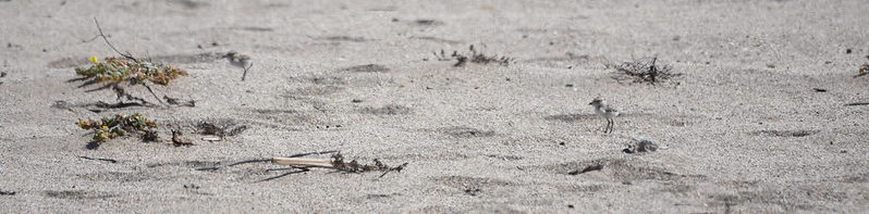 Snowy Plover Dockweiler Beach