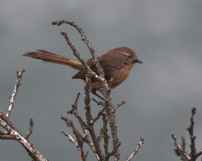Wrentit Point Dume Malibu