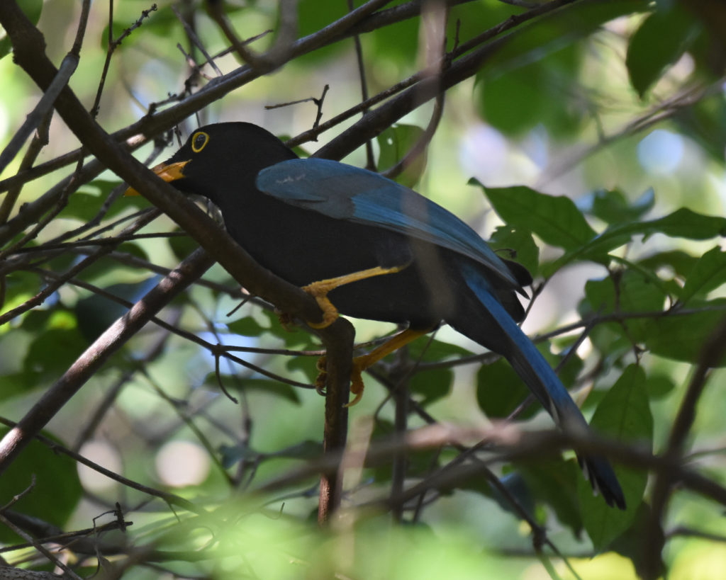 Yucatan Jay Tulum