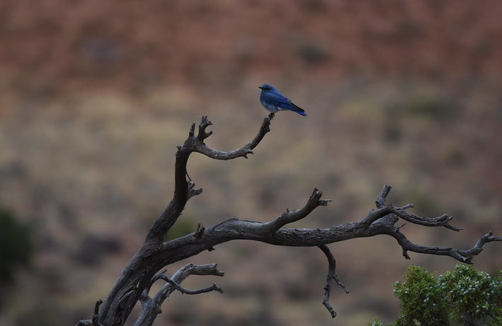Mountain Bluebird Torrey Utah