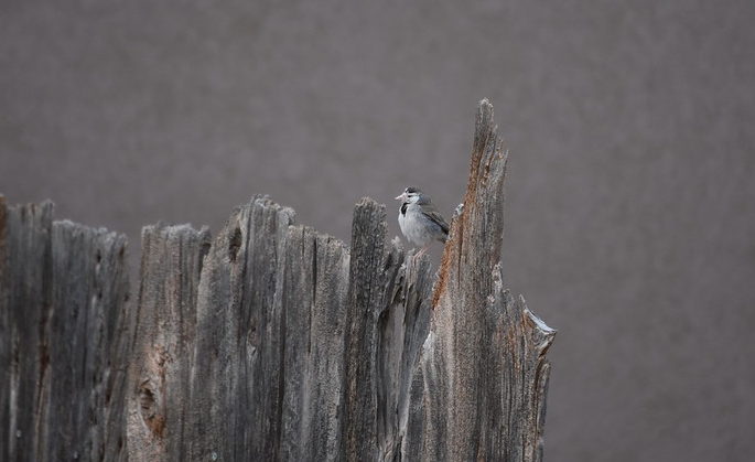 Black-throated Sparrow Torrey Utah