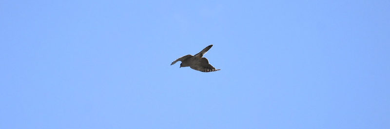 Northern Goshawk Boulder Mountain Utah