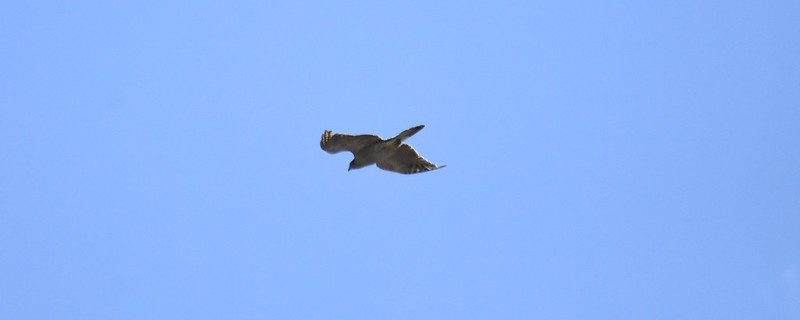 Northern Goshawk, Singletree Campground, Utah
