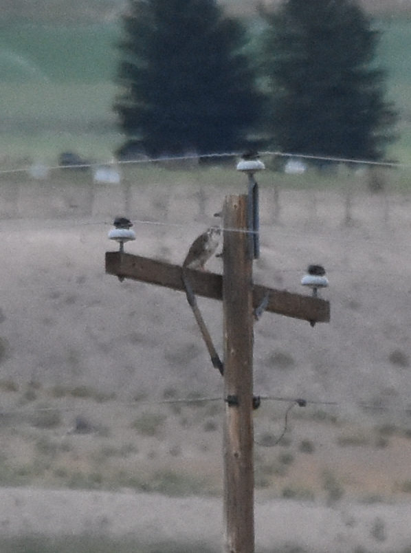 Prairie Falcon Loa, UT