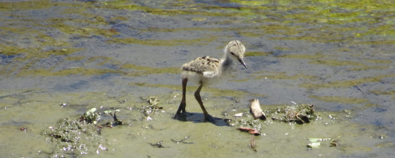 Black-necked Stilt Ballona Creek