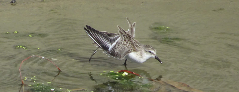 Semipalmated Sandpiper Ballona Creek