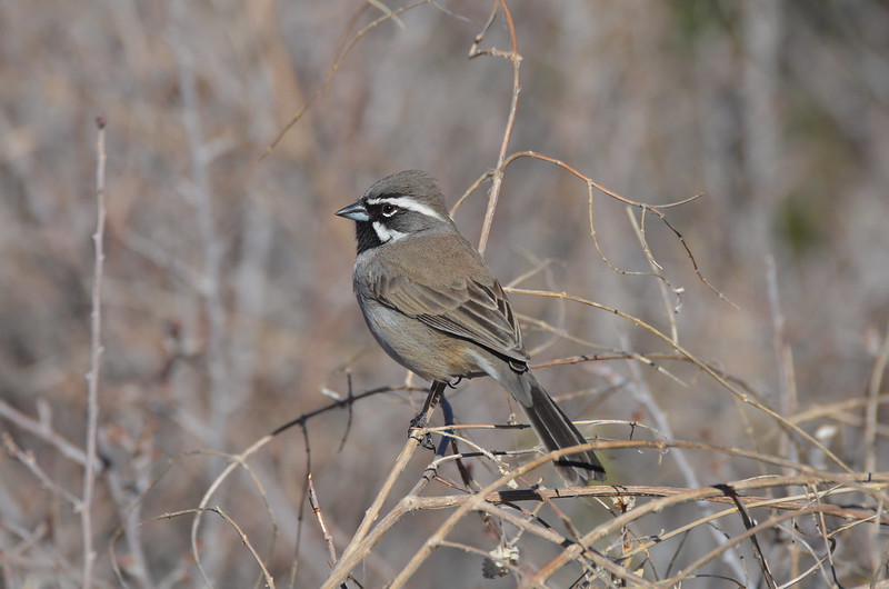 Black-throated Sparrow