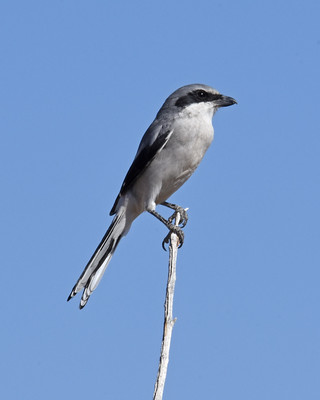 Loggerhead Shrike Joshua Tree National Park