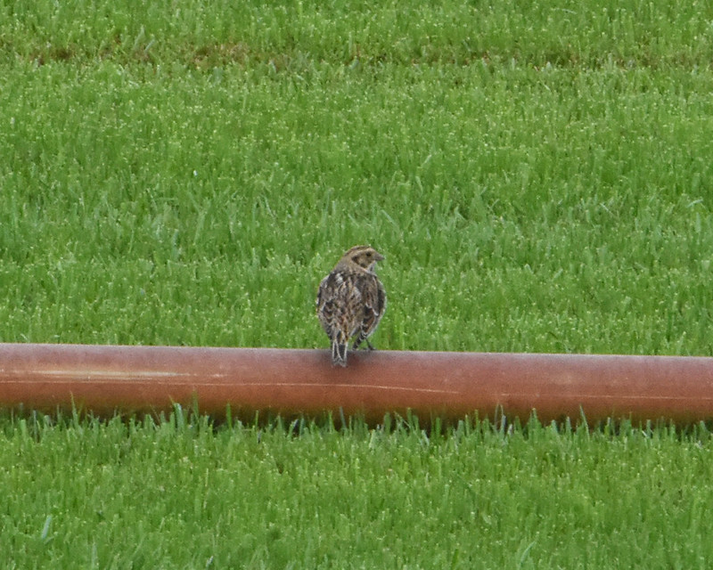 Lapland Longspur Ventura County sod fields