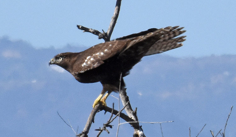 Red-tailed Hawk Ballona Los Angeles CA
