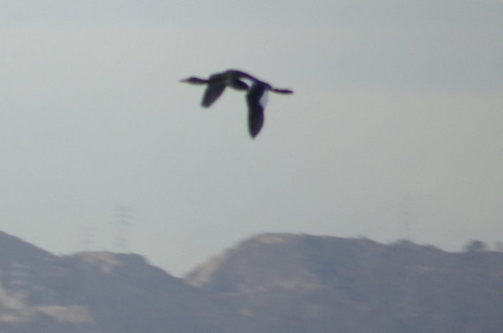 Red-necked Grebe Marina del Rey California