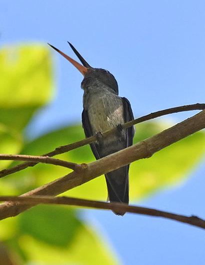 Charming Hummingbird Dominical Costa Rica