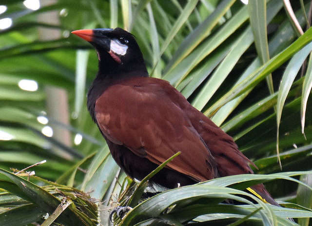 Montezuma Oropendola Costa Rica
