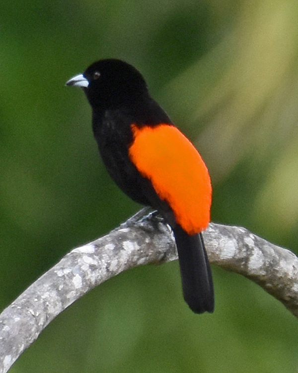 Scarlet-rumped Tanager Dominical Costa Rica