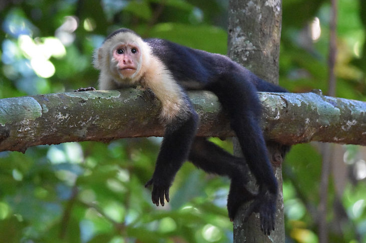 White-faced Capuchin Dominical Costa Rica