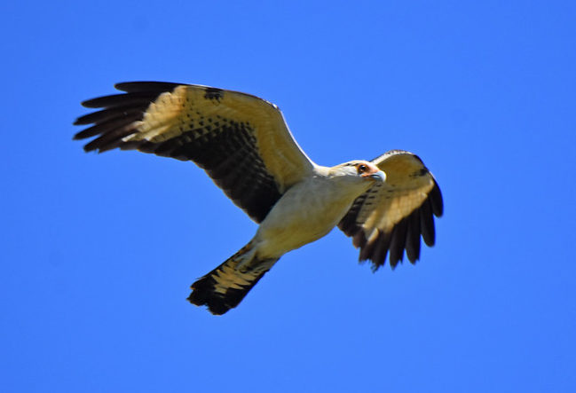 Yellow-headed Caracara
