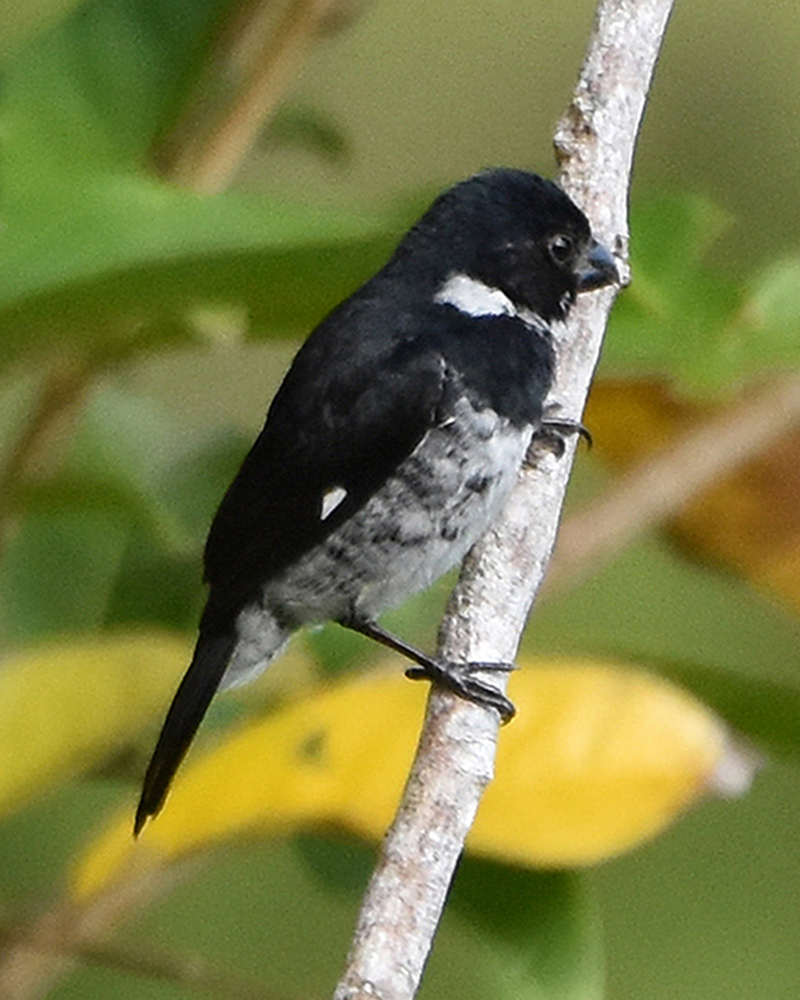 Variable Seedeater Dominical Costa Rica