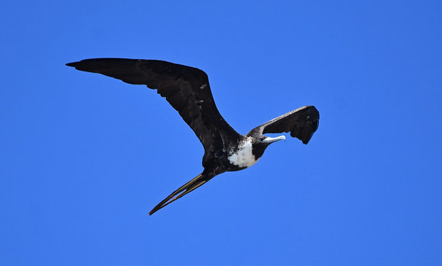 Magnificent Frigatebird Costa Rica