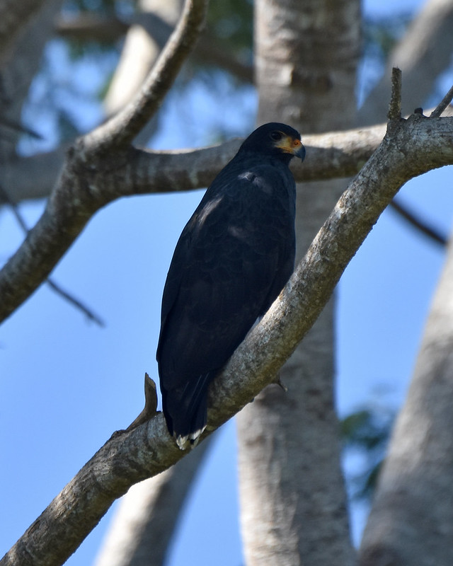 Common Black Hawk Dominical Costa Rica