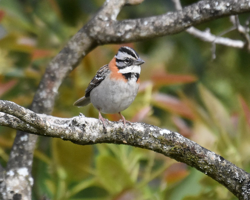 Rufous-collare Sparrow Savegre Hotel Costa Rica