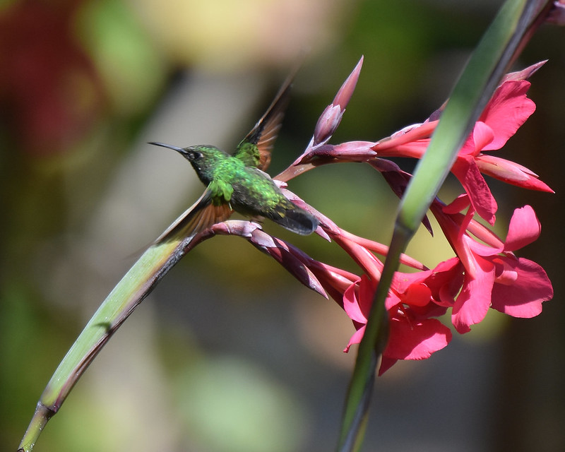 Stripe-tailed HUmmingbird Savegre Hotel Costa Rica