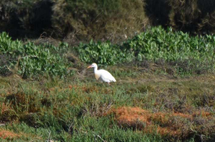 Cattle Egret Ballona Creek