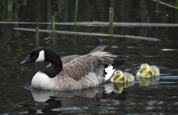 Canada Goose and goslings Ballona Freshwater Marsh