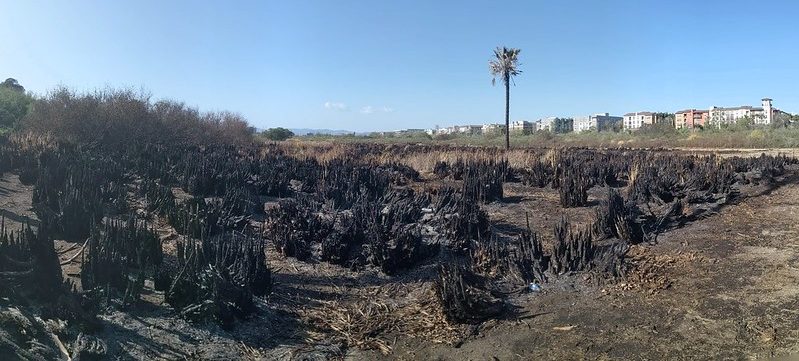 Ballona Freshwater Marsh fire