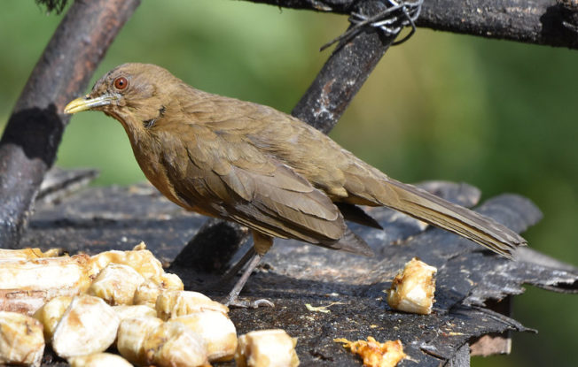 Clay-colored Thrush